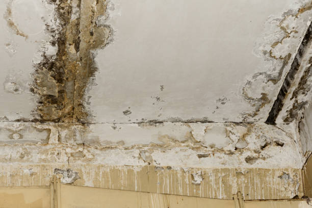 Mold Odor Removal Services in Double Springs, AL